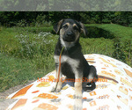 Small #2 German Shepherd Dog