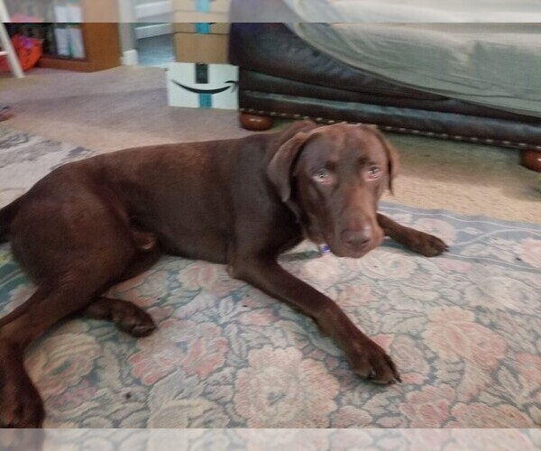 Medium Photo #1 Labrador Retriever Puppy For Sale in HOLLY, MI, USA