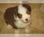 Small Photo #6 Australian Shepherd Puppy For Sale in DRAYTON, SC, USA