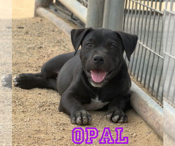 Medium Photo #3 Bullypit Puppy For Sale in Riverside, CA, USA