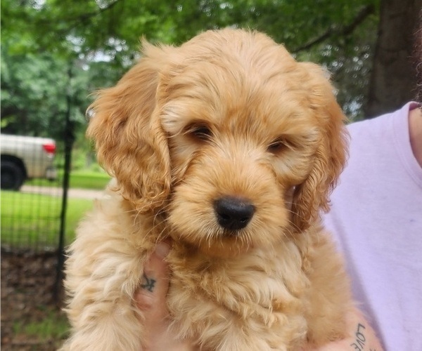 Medium Photo #1 Goldendoodle Puppy For Sale in WACO, TX, USA