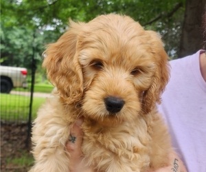 Goldendoodle Puppy for sale in WACO, TX, USA