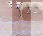 Seven Dwarfs - Male Anatolian Shepherd-Labrador Retriever Mix Dog for Adoption - Small photo