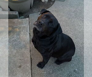 Labrottie Dogs for adoption in Bellingham, WA, USA