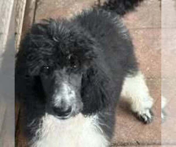 Medium Photo #1 Poodle (Standard) Puppy For Sale in DUNNELLON, FL, USA