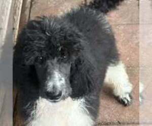 Poodle (Standard) Puppy for sale in DUNNELLON, FL, USA