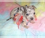 Small #5 Chihuahua