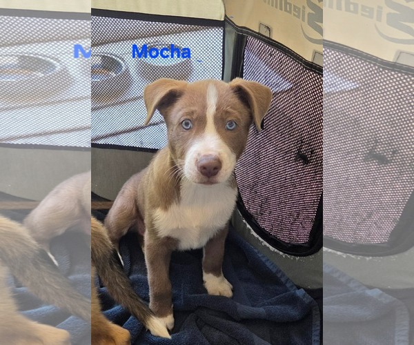 Medium Photo #1 Labrador Retriever-Unknown Mix Puppy For Sale in San Diego, CA, USA