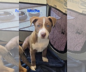 Labrador Retriever-Unknown Mix Dogs for adoption in San Diego, CA, USA