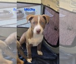 Small Labrador Retriever Mix