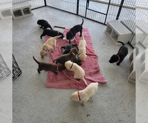 Labrador Retriever Puppy for sale in PORT SAINT LUCIE, FL, USA