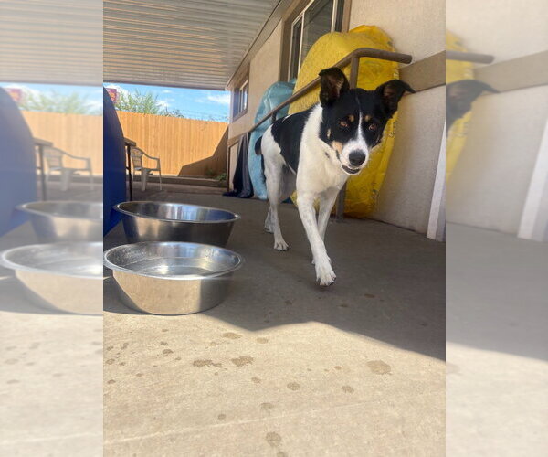 Medium Photo #2 Border Collie-Unknown Mix Puppy For Sale in Salt Lake City, UT, USA