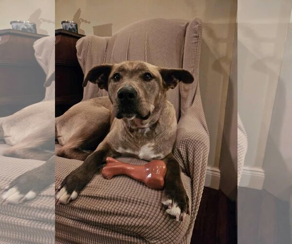 Medium Photo #3 Mutt Puppy For Sale in Woodbury, NY, USA