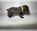Small Photo #11 Cane Corso Puppy For Sale in NARVON, PA, USA