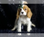 Small #7 Cavalier King Charles Spaniel