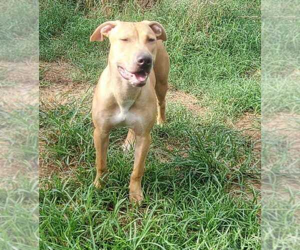 Medium Photo #2 Mutt Puppy For Sale in Abbeville, LA, USA