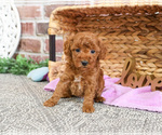 Small #10 Poodle (Miniature)
