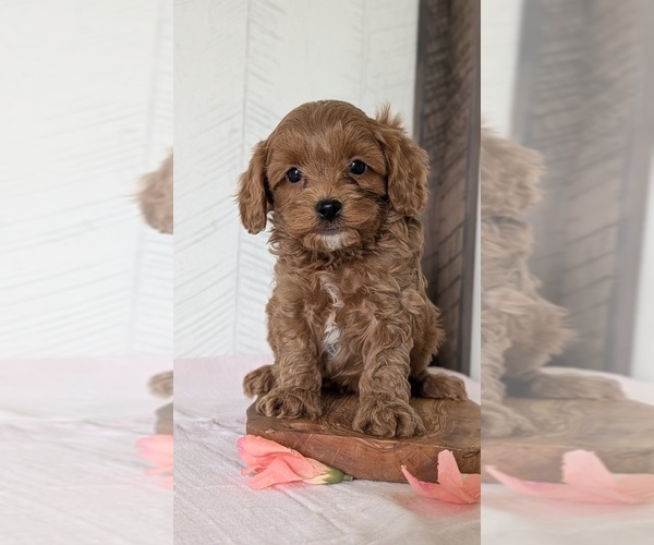 Medium Photo #13 Cavapoo (Miniature) Puppy For Sale in GOSHEN, IN, USA