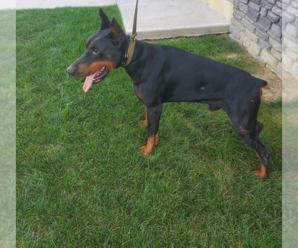 Medium Photo #1 Doberman Pinscher Puppy For Sale in AUBURN, IN, USA