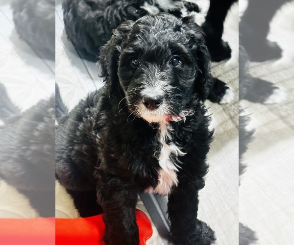 Medium Photo #1 Sheepadoodle Puppy For Sale in BUFFALO, MN, USA