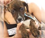 Small #3 Plott Hound Mix