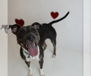 Gayle - Female Mutt Dog for Adoption - Photo #22
