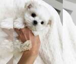 Small #1 Maltese