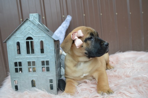 Medium Photo #2 Boerboel Puppy For Sale in HONEY BROOK, PA, USA