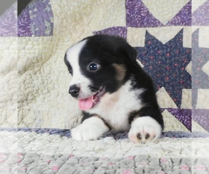 Miniature Australian Shepherd Puppy for sale in HARRISON, OH, USA