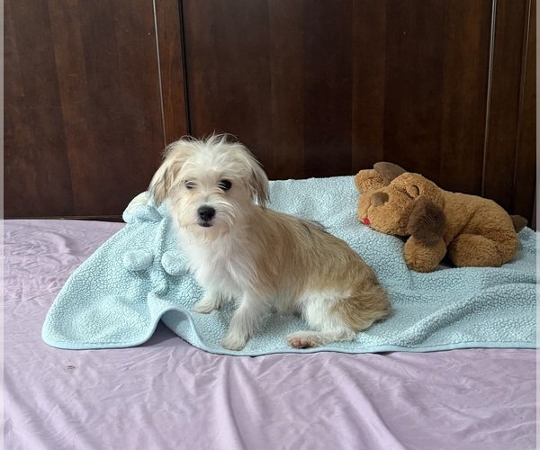 Medium Photo #1 Morkie Puppy For Sale in BENSON, NC, USA