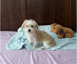 Morkie Puppy for sale in BENSON, NC, USA