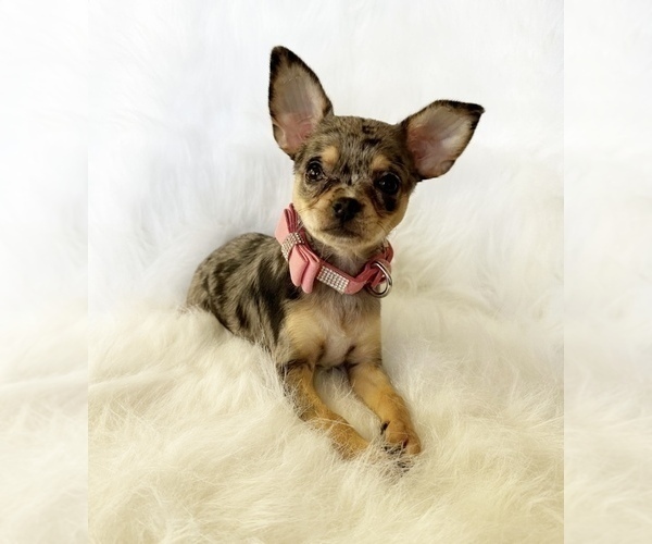 Medium Photo #7 Chihuahua Puppy For Sale in SACRAMENTO, CA, USA