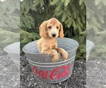 Small #1 Goldendoodle (Miniature)