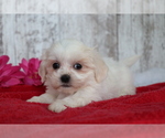 Small Photo #2 Mal-Shi Puppy For Sale in SHILOH, OH, USA