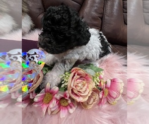 Poodle (Toy) Puppy for sale in PICO RIVERA, CA, USA
