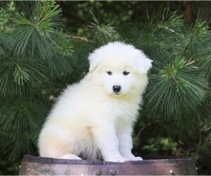 Samoyed Puppy for sale in FREDERICKSBG, OH, USA