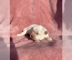 Mal-Shi Puppy for sale in PLANO, TX, USA