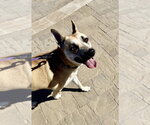 Small Photo #3 Mutt Puppy For Sale in Banning, CA, USA