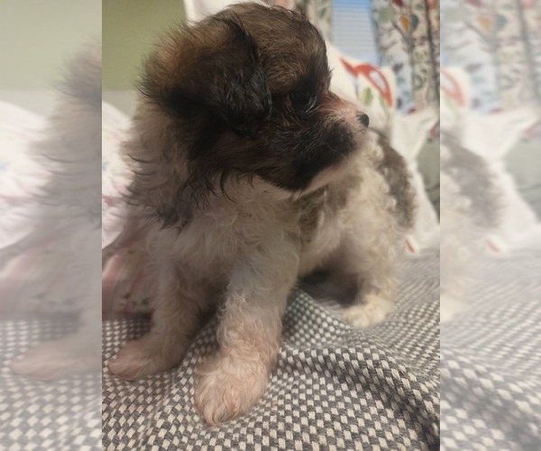Medium Photo #28 Maltipom Puppy For Sale in HUDSON, MA, USA