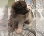 Small #27 Maltipom