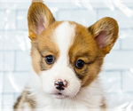 Small Photo #35 Cardigan Welsh Corgi Puppy For Sale in WAKARUSA, IN, USA