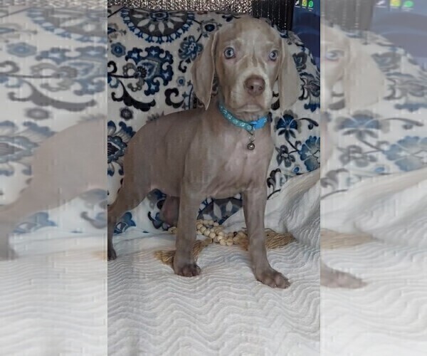 Medium Photo #9 Weimaraner Puppy For Sale in LEWISBURG, KY, USA
