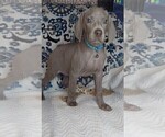 Small Photo #9 Weimaraner Puppy For Sale in LEWISBURG, KY, USA