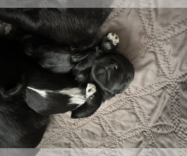 Medium Photo #2 Schnauzer (Miniature) Puppy For Sale in PORT ORANGE, FL, USA