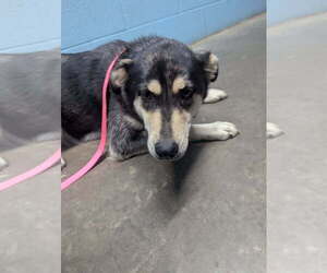 Siberian Husky-Unknown Mix Dogs for adoption in Evansville, IN, USA