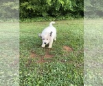 Small Photo #5 Great Pyrenees Puppy For Sale in ADAIRSVILLE, GA, USA
