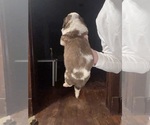 Small #1 Saint Bernard