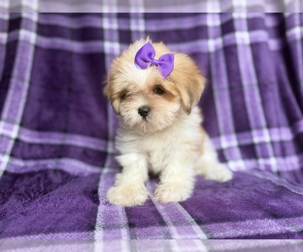 Medium Photo #3 Lhasa Apso Puppy For Sale in LAKELAND, FL, USA