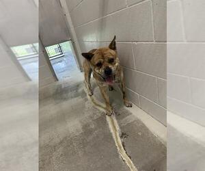 Bulldog-Unknown Mix Dogs for adoption in Rosenberg, TX, USA