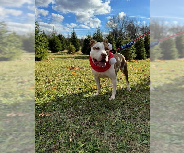 Medium Photo #9 American Pit Bull Terrier-Unknown Mix Puppy For Sale in Oakhurst, NJ, USA